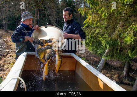 Spiegelkarpfen, Europäische KARPFEN (CYPRINUS CARPIO), fisching in einem Teich, Deutschland, Bayern Stockfoto