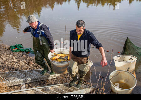 Spiegelkarpfen, Europäische KARPFEN (CYPRINUS CARPIO), fisching in einem Teich, Deutschland, Bayern Stockfoto