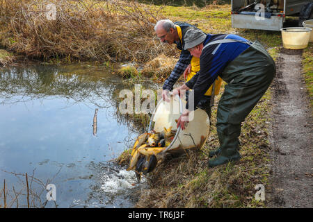 Spiegelkarpfen, Europäische KARPFEN (CYPRINUS CARPIO), in einem Fischteich, Deutschland, Bayern Stockfoto