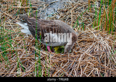 Graugans (Anser anser), im Nest mit gerade geschlüpft Gänschen, Deutschland, Bayern Stockfoto