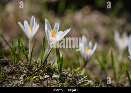 Weiß krokus, Frühling Krokusse (Crocus vernus ssp. albiflorus, Crocus albiflorus), in einer Bergwiese, Österreich, Tirol, Kirchberg boomt Stockfoto