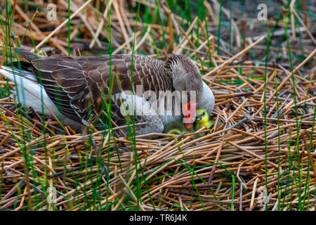 Graugans (Anser anser), im Nest mit gerade geschlüpft Gänschen, Deutschland, Bayern Stockfoto