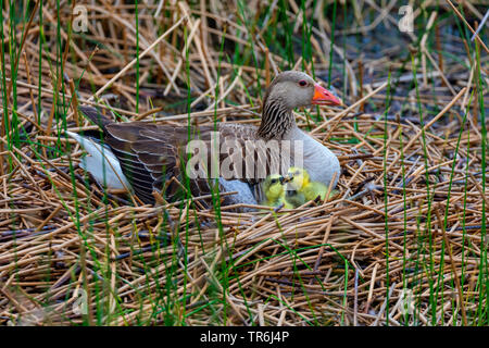 Graugans (Anser anser), im Nest mit gerade geschlüpft Gänschen, Deutschland, Bayern Stockfoto