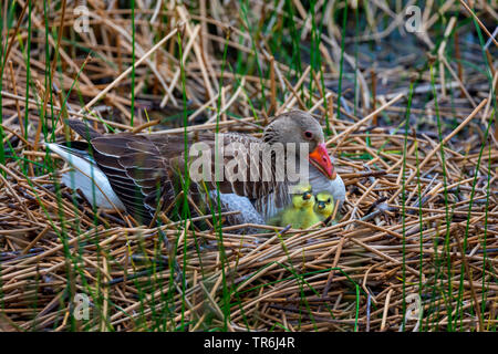 Graugans (Anser anser), im Nest mit gerade geschlüpft Gänschen, Deutschland, Bayern Stockfoto