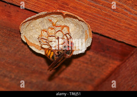 Hornet, brown Hornet, Europäische Hornisse (Vespa crabro), Königin Gebäude ein Nest, Deutschland, Bayern Stockfoto