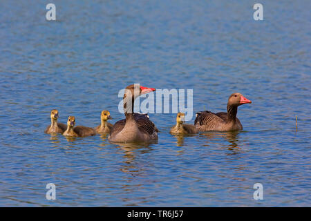 Graugans (Anser anser), Paar mit fünf Gänschen, Deutschland, Bayern Stockfoto