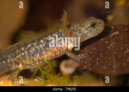 Europäische Feuersalamander (Salamandra salamandra), lave kurz vor Ende der Metamorphosen, Deutschland Stockfoto