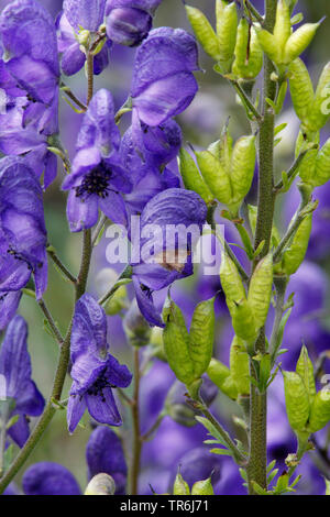 Der Mönch - Haube, echter Sturmhut, Eisenhut (Aconitum napellus), Blumen, Deutschland, Bayern Stockfoto