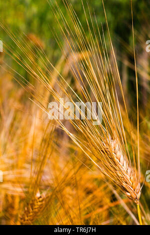 Gerste (Hordeum vulgare), reifen Ähren, Deutschland Stockfoto