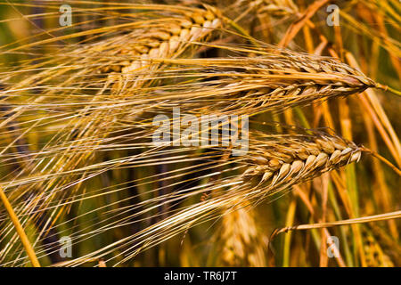 Gerste (Hordeum vulgare), reifen Ähren, Deutschland Stockfoto