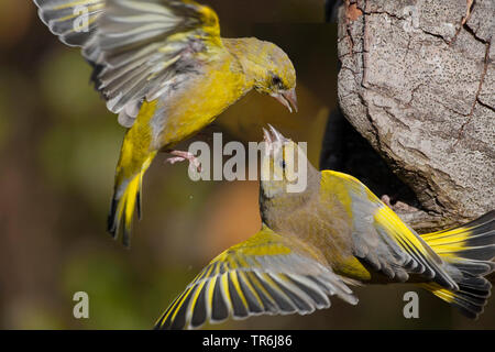 Western grünfink (Carduelis chloris), zwei Männer kämpften, Deutschland Stockfoto