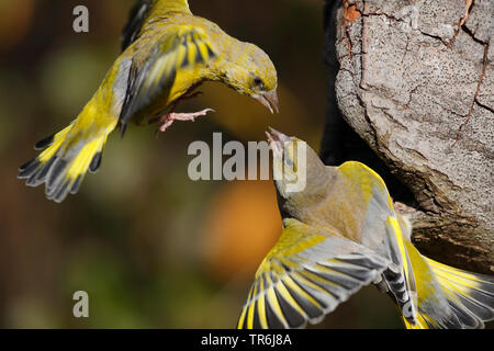 Western grünfink (Carduelis chloris), zwei Männer kämpften, Deutschland Stockfoto