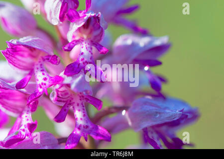 militärische Orchidee (Orchis Militaris), Blumen, Deutschland Stockfoto