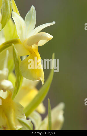 Wiesenschaumkraut (Dactylorhiza sambucina), Blume in der Seitenansicht, Schweden Stockfoto