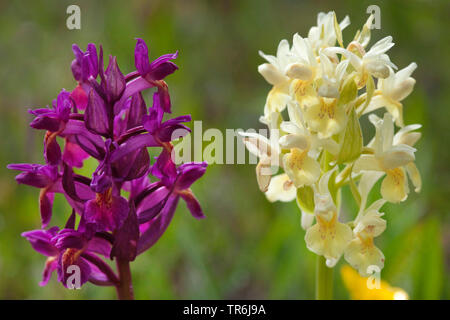 Wiesenschaumkraut (Dactylorhiza sambucina), blühen in Violett und Gelb, Schweden Stockfoto