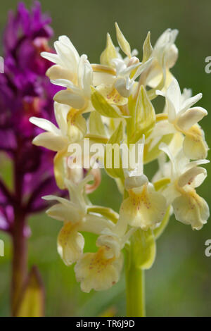 Wiesenschaumkraut (Dactylorhiza sambucina), blühen in Violett und Gelb, Schweden Stockfoto