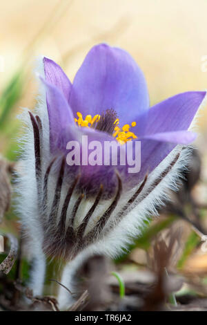 Mehr Pasque flower (Pulsatilla grandis), Blume, Österreich, Burgenland Stockfoto