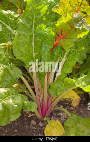 Laub Zuckerrüben, Mangold, Mangold, Mangold (Beta vulgaris var. cicla, Beta vulgaris ssp. vulagris var. cicla), Pflanze im Garten, Deutschland Stockfoto