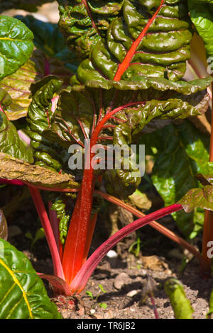 Laub Zuckerrüben, Mangold, Mangold, Mangold (Beta vulgaris var. cicla, Beta vulgaris ssp. vulagris var. cicla), Pflanze im Garten, Deutschland Stockfoto