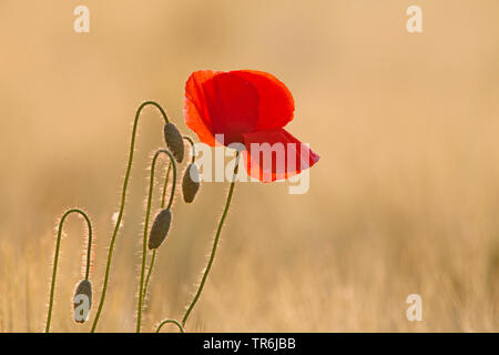 Common Poppy, Corn Poppy, Roter Mohn (Papaver rhoeas), Poppy Flower im Gegenlicht, Deutschland Stockfoto
