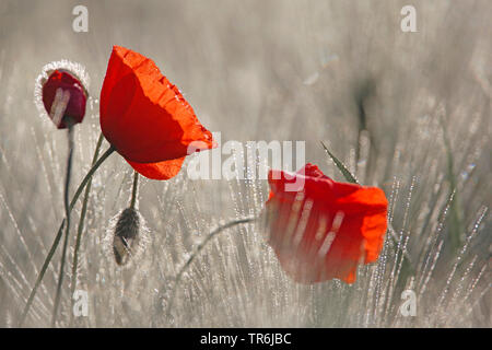 Common Poppy, Corn Poppy, Roter Mohn (Papaver rhoeas) Mohn Blumen in einem Feld mit Morgentau, Deutschland, Bayern Stockfoto