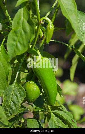 Roter Pfeffer, Paprika (Capsicum annuum), jungen Paprika, Deutschland Stockfoto