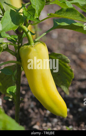 Roter Pfeffer, Paprika (Capsicum annuum), grüne Paprika, Deutschland Stockfoto