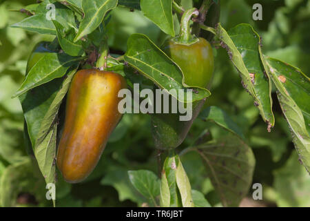 Roter Pfeffer, Paprika (Capsicum annuum), juvenile Paprika, Deutschland Stockfoto