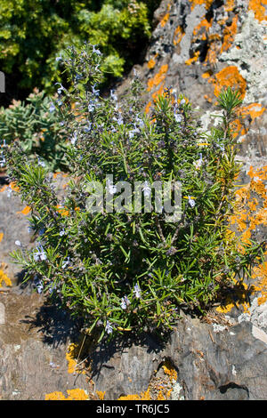 Rosmarin (Rosmarinus officinalis), blühende, Italien Stockfoto