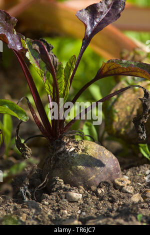 Rote Rüben (Beta vulgaris var. conditiva), rote Rüben, Deutschland Stockfoto