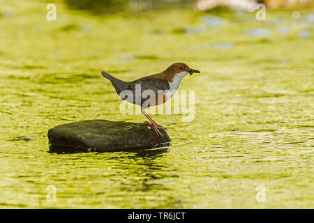 Pendelarm (Cinclus cinclus), sitzt auf einem Stein im Wasser mit Gefangenen Insekten im Schnabel, Deutschland, Bayern, Isental Stockfoto