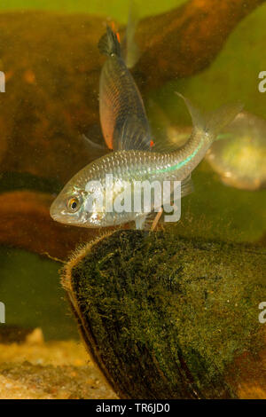 Bitterling (Rhodeus amarus, Rhodeus sericeus, Rhodeus sericeus amarus), Weibliche liegende Ei in einer Muschel, Deutschland Stockfoto