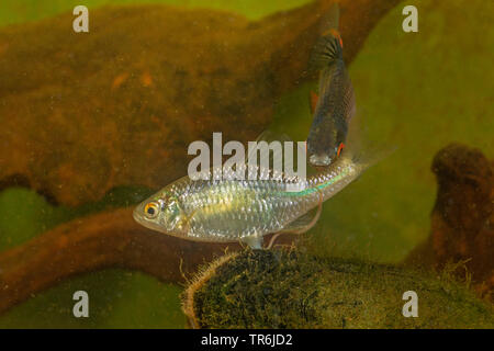 Bitterling (Rhodeus amarus, Rhodeus sericeus, Rhodeus sericeus amarus), Weibliche liegende Ei in einer Muschel, Deutschland Stockfoto