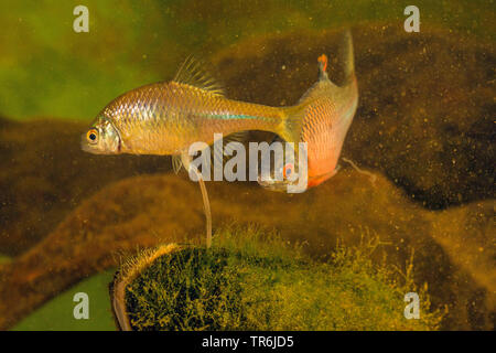 Bitterling (Rhodeus amarus, Rhodeus sericeus, Rhodeus sericeus amarus), Weibliche liegende Ei in einer Muschel, Deutschland Stockfoto