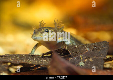 Europäische Feuersalamander (Salamandra salamandra), Larve kurz vor Ende der Metamorphose, Deutschland Stockfoto