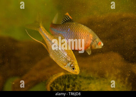 Bitterling (Rhodeus amarus, Rhodeus sericeus, Rhodeus sericeus amarus), Weibliche und männliche mit ovipositor über eine Muschel, Deutschland Stockfoto