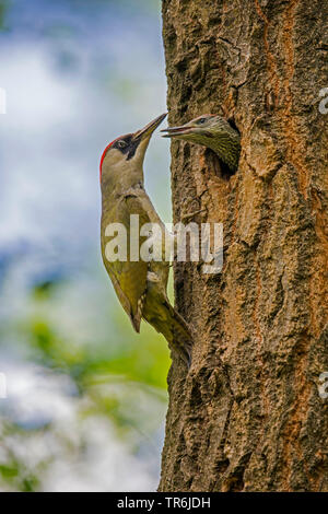 Grünspecht (Picus viridis), weiblichen Zucht Höhle mit jugendlicher Betteln, regurgitation Futter, Deutschland, Bayern Stockfoto