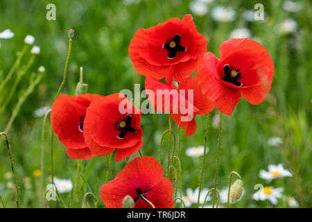 Common Poppy, Corn Poppy, Roter Mohn (Papaver rhoeas), blühen auf ein Feld, Grenze, Deutschland, Bayern Stockfoto