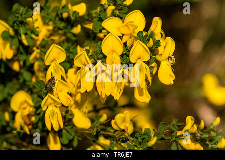 Haarige greenweed, Vancouver Gold, schleichende Besen, Gold, Ginster (Genista Pilosa), blühende, Deutschland, Bayern, Spessart Stockfoto