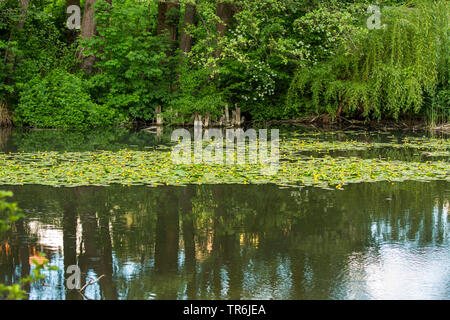 Europäische gelbe Teich - Lily, gelbe Wasserlilie (Nuphar lutea), große blühende Bevölkerung auf ein Fischteich, Deutschland, Bayern, Isental Stockfoto