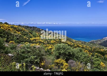 Macchia Landschaft mit blühenden broar an der Küste der Region Alghero, Italien, Sardinien, Alghero Stockfoto