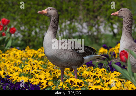 Graugans (Anser anser), Pansy Violett, Deutschland, Bayern Stockfoto