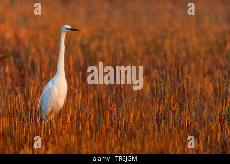 Silberreiher, Silberreiher (Egretta alba, Casmerodius Albus, Ardea alba), stehend auf einem stublle Feld im Abendlicht, Österreich, Burgenland Stockfoto