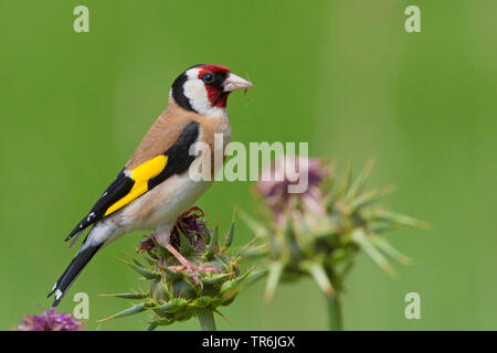 Eurasischen Stieglitz (Carduelis carduelis), auf einer Distel, Spanien, Balearen, Mallorca Stockfoto
