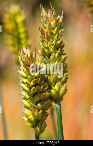 Club Weizen, Weizen (Triticum aestivum ssp. compactum, Triticum compactum (unbegrannt)), Ohren, Deutschland Stockfoto