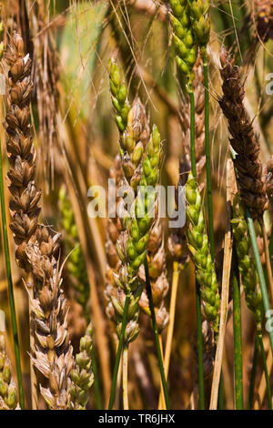 Weichweizen, Weizen (Triticum aestivum), Ohren in einem Feld, Deutschland Stockfoto