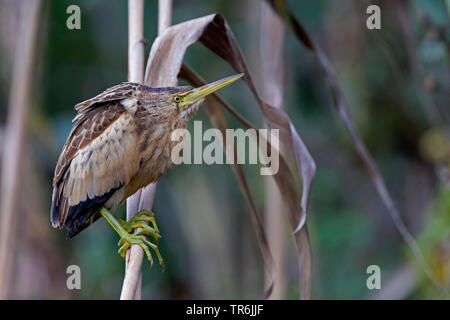 Wenig Rohrdommel (Ixobrychus minutus), Jugendliche in Schilf, Spanien, Balearen, Mallorca Stockfoto