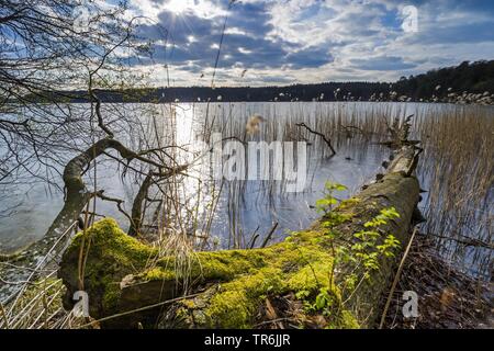 Toter Baum am Ufer des Sees gröberen Stechlin bei Sonnenuntergang, Deutschland, Brandenburg, Gröberen Stechlin, Neuglobsow Stockfoto