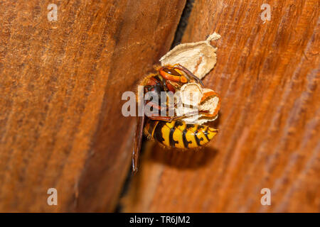 Hornet, brown Hornet, Europäische Hornisse (Vespa crabro), Königin beginnt mit dem Nestbau, Deutschland, Bayern Stockfoto