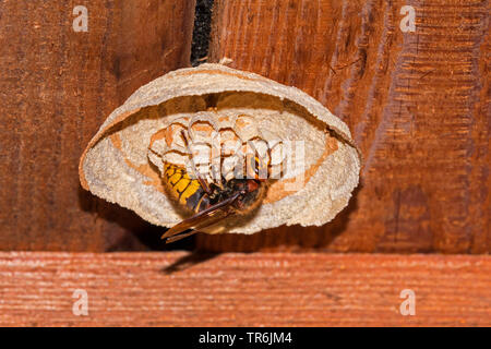 Hornet, brown Hornet, Europäische Hornisse (Vespa crabro), Königin bauen das Nest, Deutschland, Bayern Stockfoto